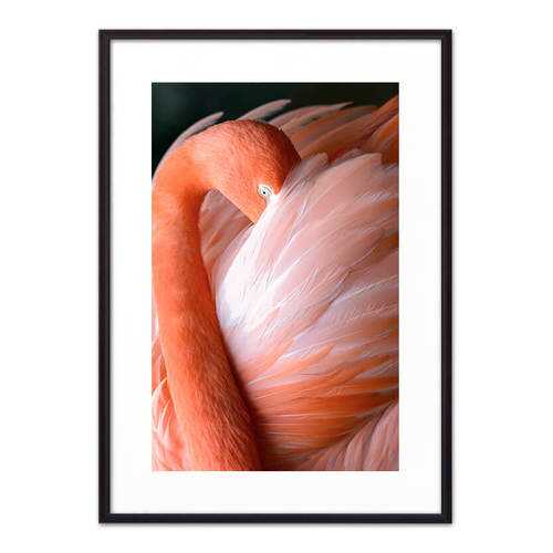 Постер в рамке Фламинго 2 40х60 см в Тогас