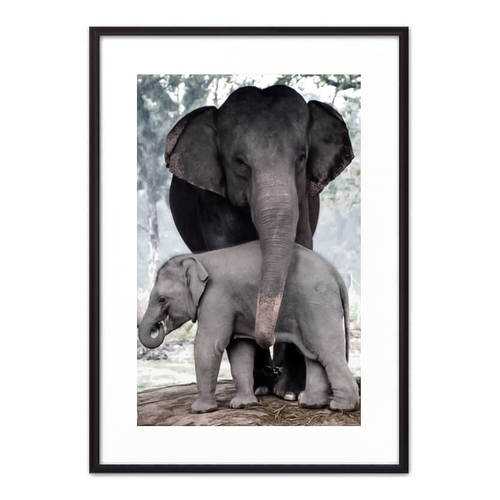 Постер в рамке Слониха с детенышем 50х70 см в Тогас